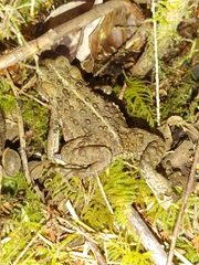 Anaxyrus boreas