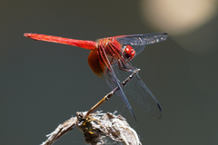 Dythemis maya