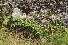 Epilobium nummulariifolium