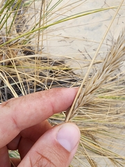 Ammophila arenaria