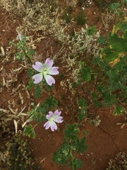 Malva preissiana