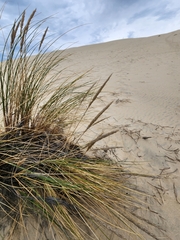 Ammophila arenaria