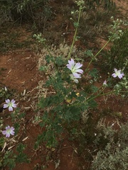 Malva preissiana