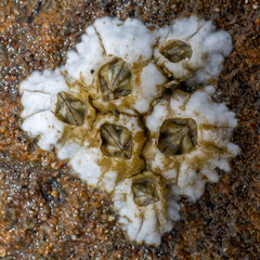 Balanus glandula