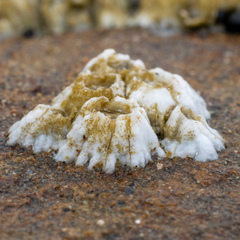 Balanus glandula