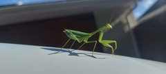 Miomantis caffra