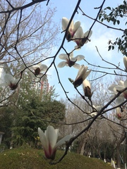 Magnolia
