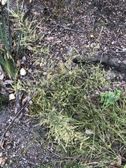 Dielsiodoxa lycopodioides