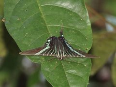 Urania fulgens