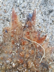 Maja brachydactyla
