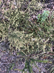 Dielsiodoxa lycopodioides