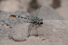 Erpetogomphus lampropeltis