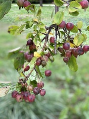 Malus prunifolia