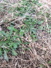 Vicia sativa