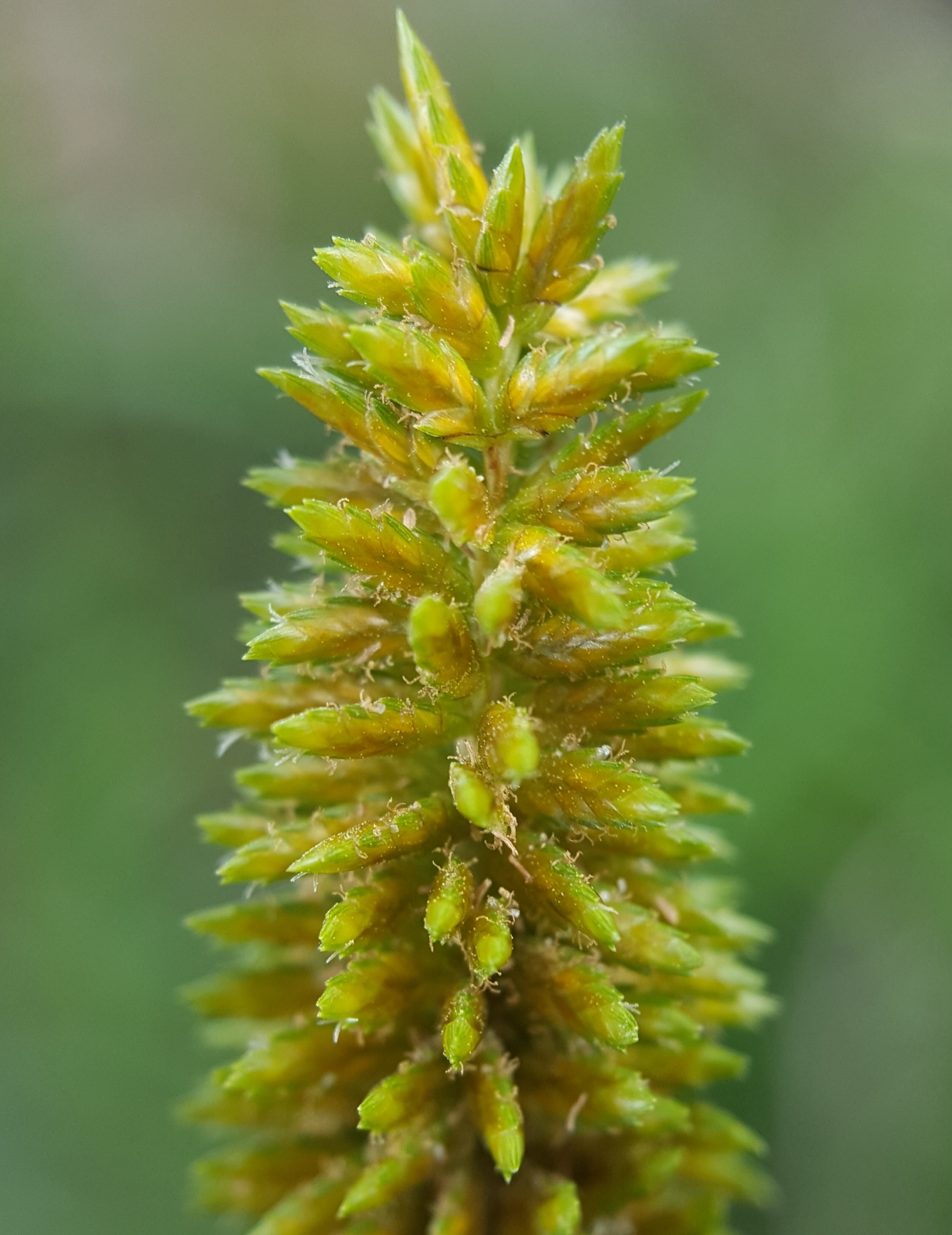 (c) François Rousseu, certains droits réservés (CC BY-NC) https://www.inaturalist.org/observations/137115633