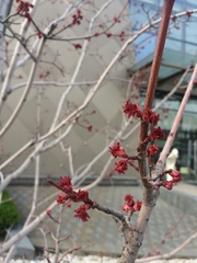 Acer rubrum