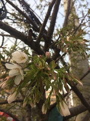 Prunus serrulata