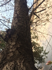 Prunus serrulata