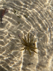Phyllospora comosa