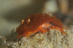 Madrella ferruginosa