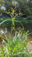 Cyperus dives