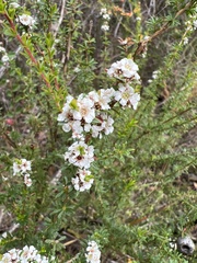 Taxandria parviceps