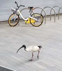 Threskiornis molucca