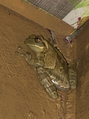 Trachycephalus vermiculatus