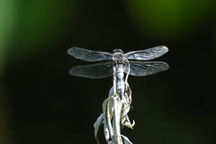 Libellula fulva