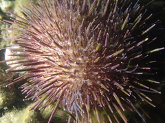 Heliocidaris erythrogramma