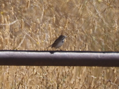 Artemisiospiza belli