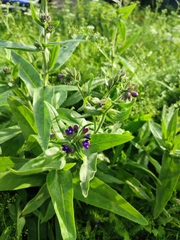 Anchusa