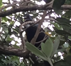 Prosthemadera novaeseelandiae
