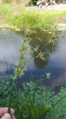 Cyperus articulatus