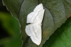 Scopula
