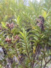 Veronica subfulvida