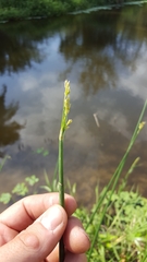 Cyperus articulatus
