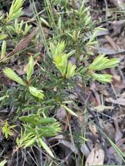 Acrotriche aggregata