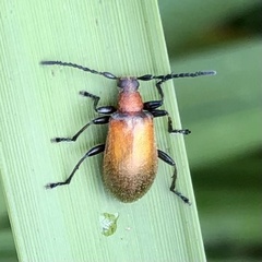 Ecnolagria