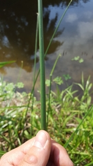 Cyperus articulatus