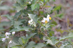 Solanum carolinense