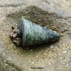Telescopium telescopium