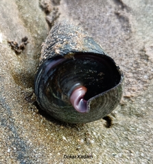 Telescopium telescopium