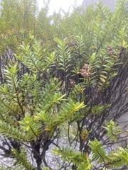 Veronica subfulvida