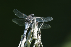 Libellula fulva