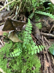 Adiantum philippense