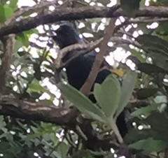 Prosthemadera novaeseelandiae