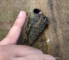 Telescopium telescopium