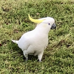 Cacatua galerita galerita
