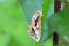 Odontodes